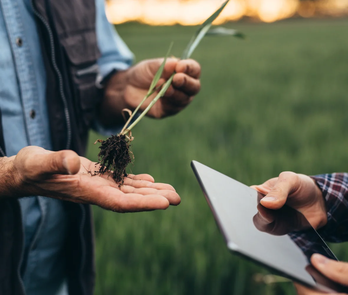 Optimising Crop Breeding Programs